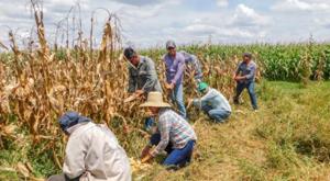 Relacionada campo-mexicano.jpg