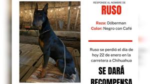 Relacionada whatsapp-image-2026-01-25-at-163644.jpg