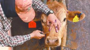 Relacionada 6854e23846761.jpg