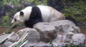 Relacionada panda.jpg