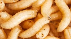 Relacionada principal_principal_gusano-barrenador.jpg