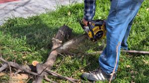 Relacionada poda.jpg