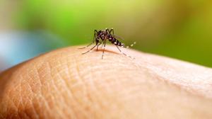 Relacionada mosquito-borne-diseases.jpg