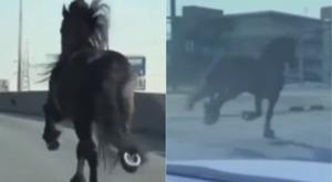 Relacionada download-71.jpg