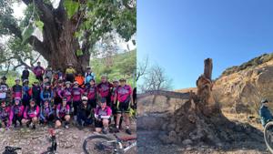 Relacionada extranan-arbol-rumbo-presa-san-marcos-tras-ser-derribado-1-febrero-2026.jpg