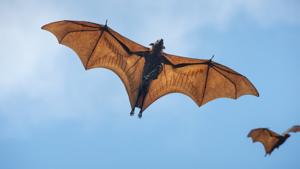 Relacionada registra-mexico-primer-muerte-por-posible-rabia-humana-en-2026.jpg