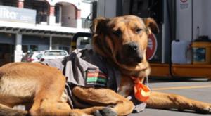 Relacionada download-83.jpg