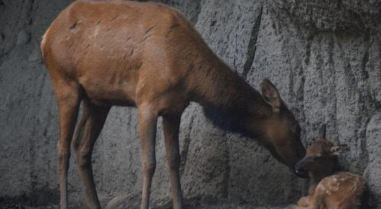 Reportaron a ciervos infectados con el gusano barrenador en Yucat&aacute;n