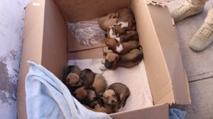 Relacionada perritos.jpg