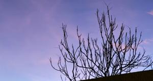 Relacionada clima19enero2025.jpg