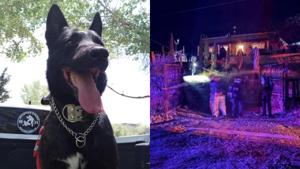 Relacionada vico-perro-herido-el-fresno.jpg