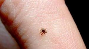 Relacionada principal_rickettsia-ppal.jpg