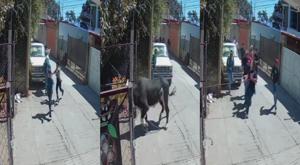 Relacionada toro.jpg