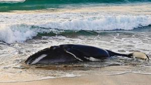 Relacionada haun4gebcae2rbh.jpg