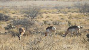 Relacionada 4a61468b-d891-4ed0-9f92-8e29e02dd043.jpg