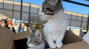 Relacionada descarga-4.jpg