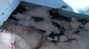 Relacionada tiburon.jpg