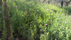 Relacionada amapola.jpg