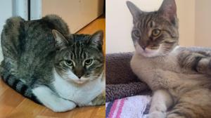 Relacionada kiwi.jpg