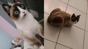 Relacionada _buscan-gatita-luna-siamese-desaparecida-colonia-dale-chihuahua-2026.jpg