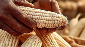 Relacionada maiz-blanco.jpg