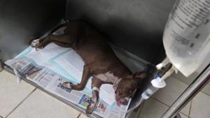 Relacionada 6994fd880f7b0__6994fd880f7b1-1.jpg