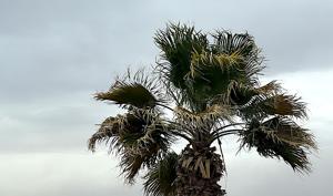 Relacionada vientochihuahua.jpg