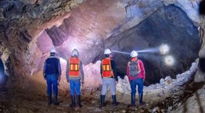 Relacionada vizsla.jpg