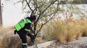 Relacionada poda-3.jpg