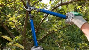 Relacionada principal_poda.jpg