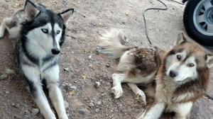 Relacionada huskys.jpg