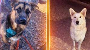 Relacionada perros-perdidos.jpg