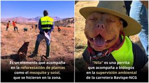 Relacionada nila-sict.jpg