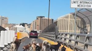 Relacionada perros-puente.jpg