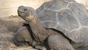 Relacionada chelonoidis-nigra2.jpg