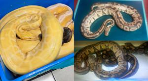 Relacionada pitones.jpg