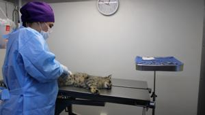 Relacionada gatos.jpg