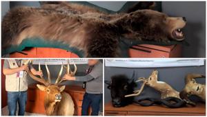 Relacionada animalesdisecados.jpg