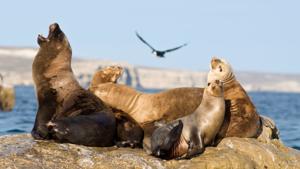 Relacionada elefantes-marinos-han-sido-afectados-por-gripe-aviar-altamente-patogena-foto-metadata.jpg