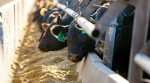 Relacionada becerro.jpg