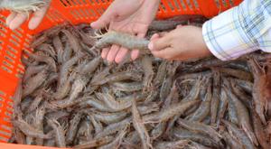 Relacionada veda-camaron-2026.jpg