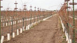 Relacionada 486942bf-0b39-4281-b9d5-88cfabb02ee5.jpg