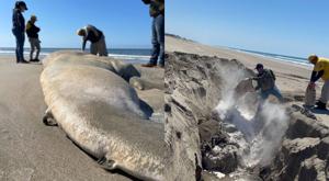 Relacionada ballena.jpg