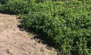 Relacionada whatsapp-image-2026-03-02-at-12556-pm.jpg