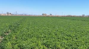 Relacionada descarga-46.jpg