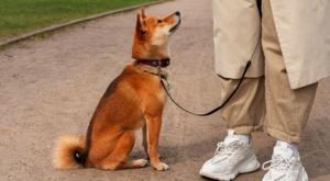 Relacionada perro.jpg