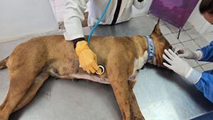 Relacionada 69a89bf3a78ff__69a89bf3a7900.jpg