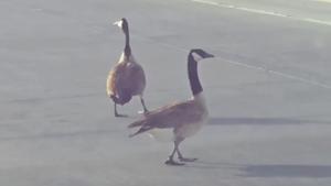 Relacionada captura-de-pantalla-2026-03-06-a-las-105104-am.jpg