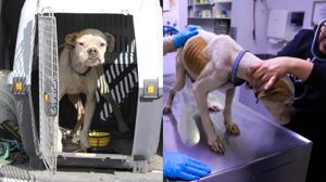 Relacionada chatito.jpg