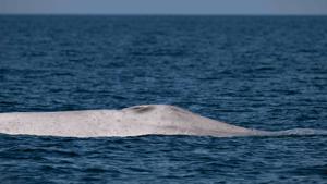 Relacionada ballena-azul-albina.jpg